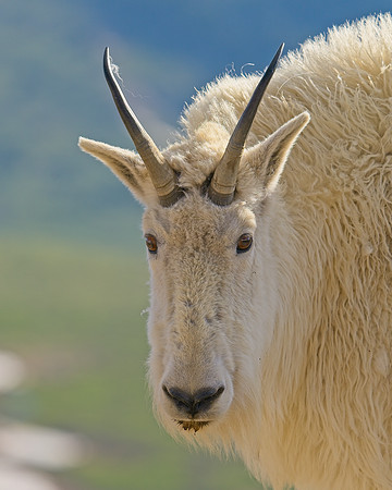 MT EVANS 7-2 (359)