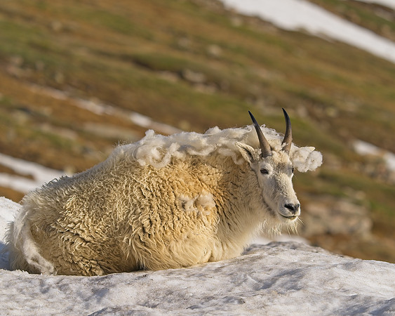 MT EVANS 7-2 (397)