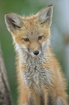 Fox Kit-01802