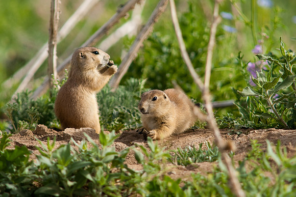 Prarie Dog-9830