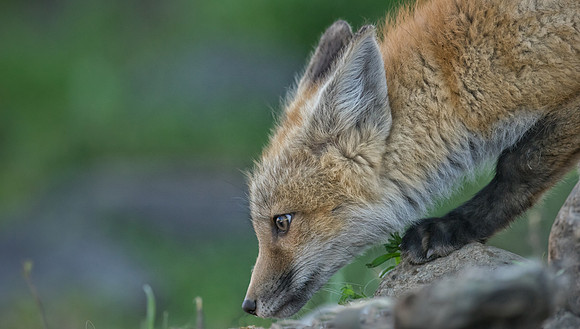 Fox Kit-00988