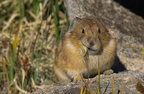 Pika-4047-2