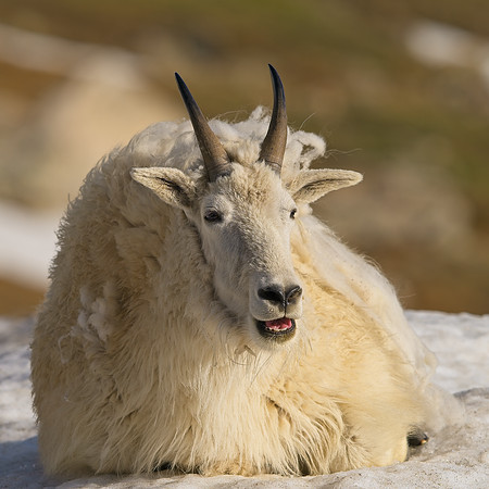MT EVANS 7-2 (313)