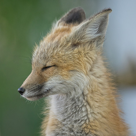 Fox Kit-01664