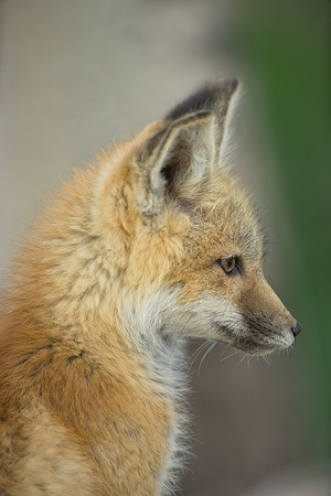 Fox Kit-01915
