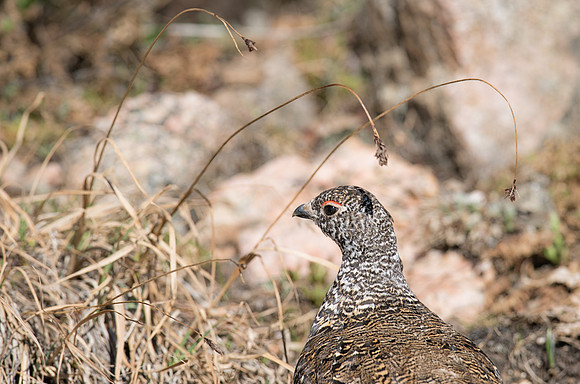 Ptarmigan-09822