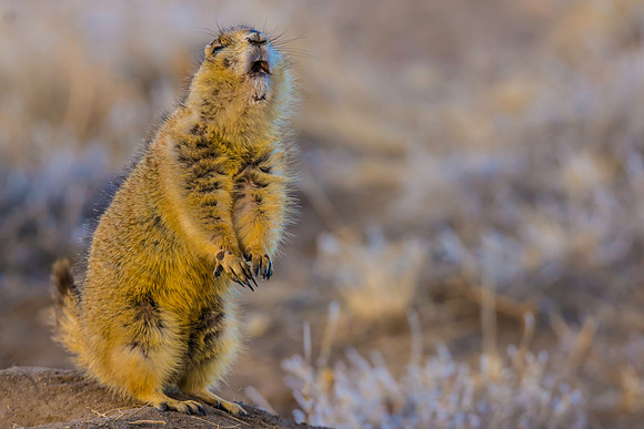 Prairie Dog Dancing-2423