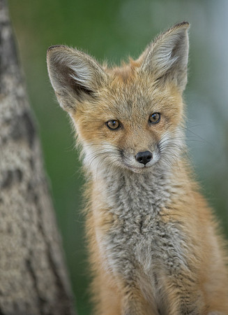 Fox Kit-01798