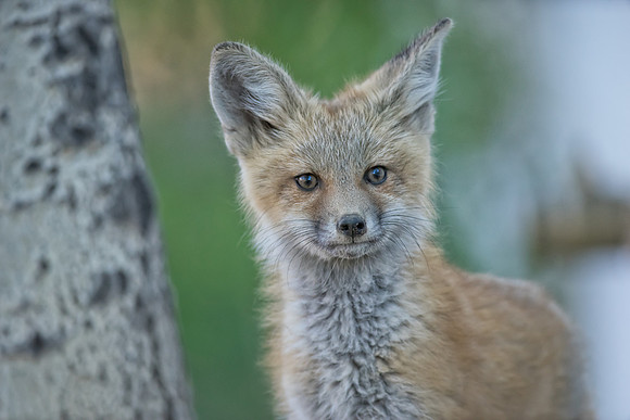 Fox Kit-00668