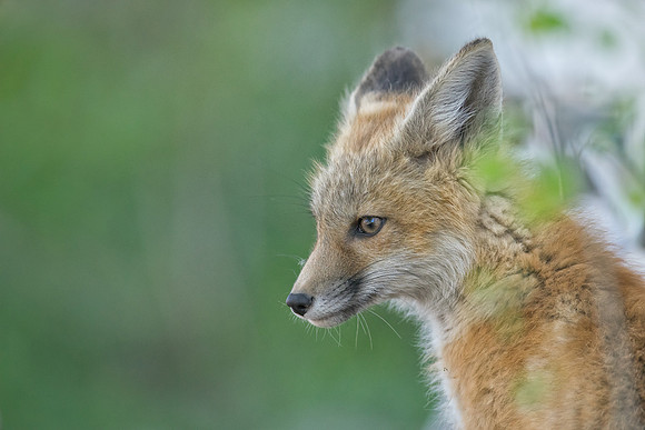Fox Kit-01100