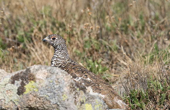 Ptarmigan-09831