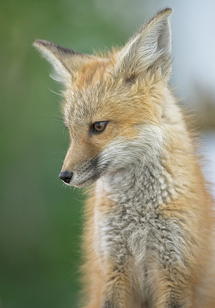 Fox Kit-01904