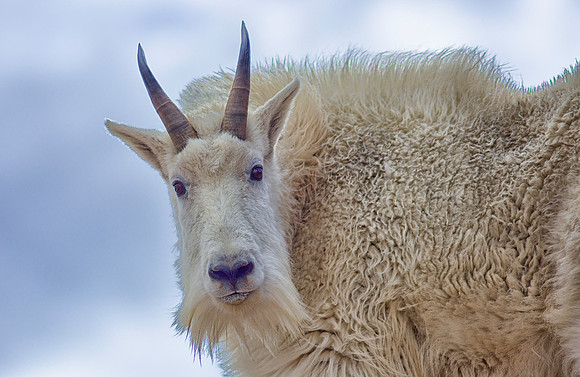 Billy Goat-8650-1