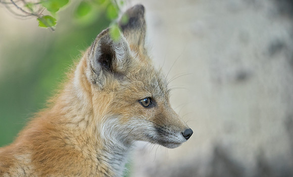 Fox Kit-01365