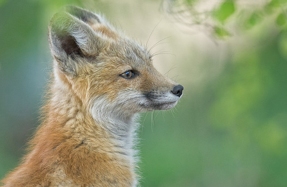 Fox Kit-01437