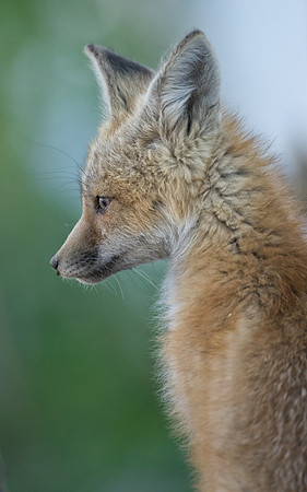 Fox Kit-00788