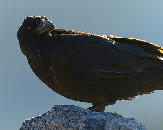 MT EVANS 7-9 (11)