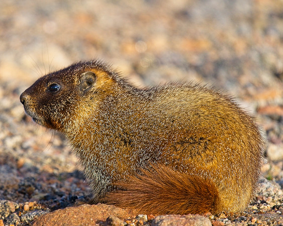 MT EVANS 7-4 (190)