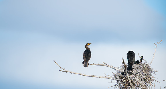 Cormorant-06050