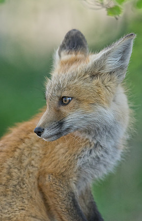 Fox Kit-01267