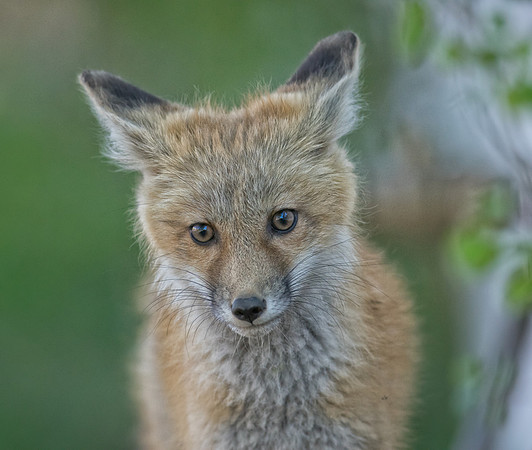Fox Kits-00897