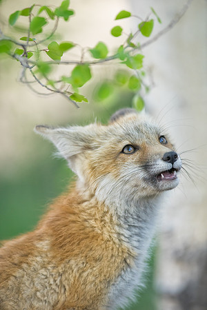Fox Kit-01385