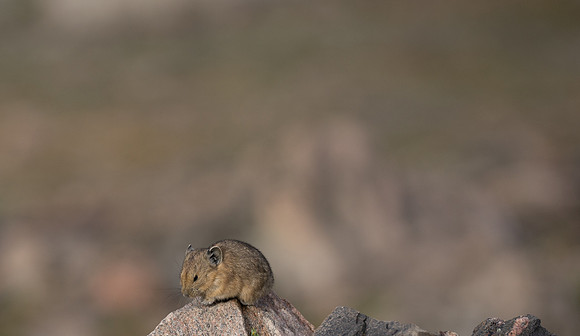 Pika-04400