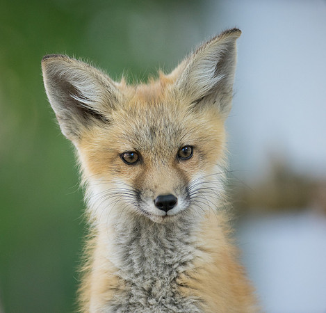 Fox Kit-01666