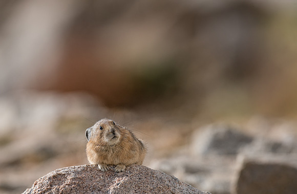 Pika-04196