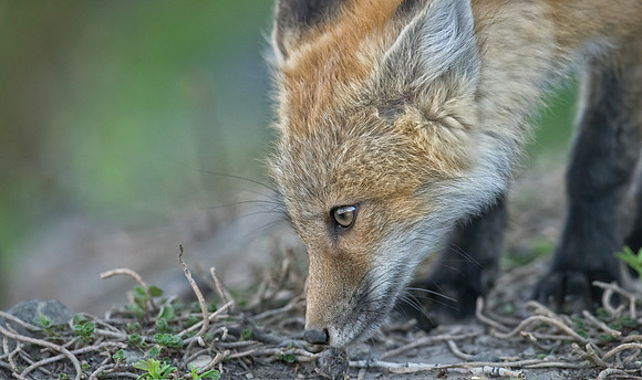 Fox Kit-00946