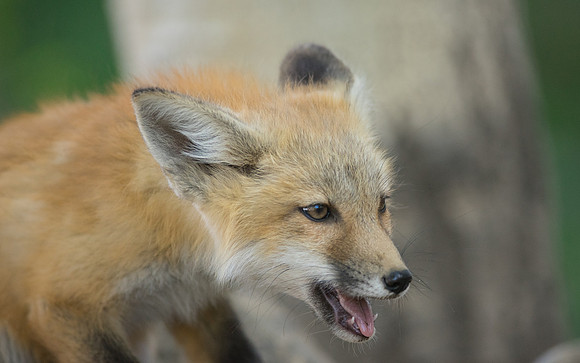 Fox Den-01597