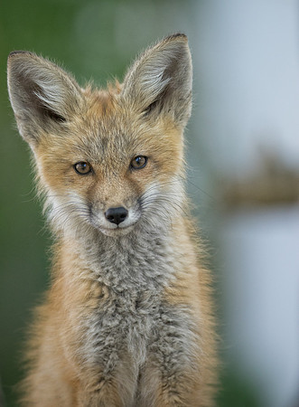 Fox Kit-2