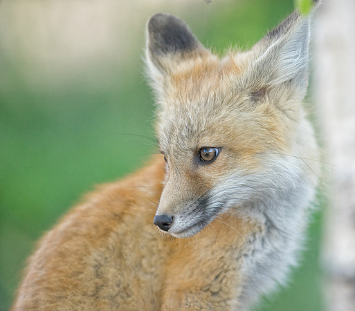 Fox Kit-01354