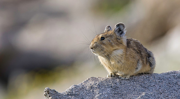 Pika-Nacho-1615-2