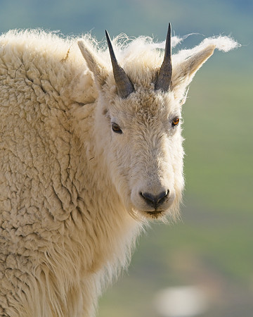 MT EVANS 7-2 (328)