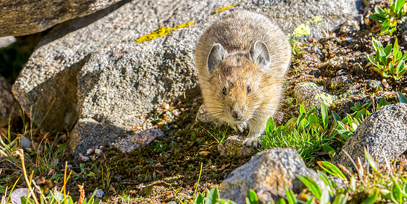 Pika-1023-1