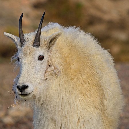 MT EVANS 7-4 (129)