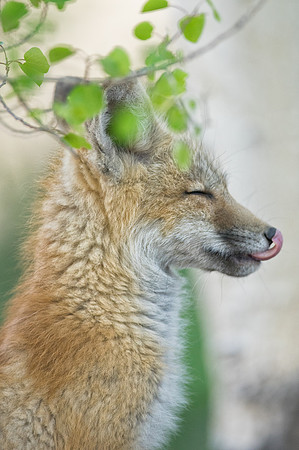Fox Kit-01388
