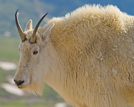 MT EVANS 7-2 (405)