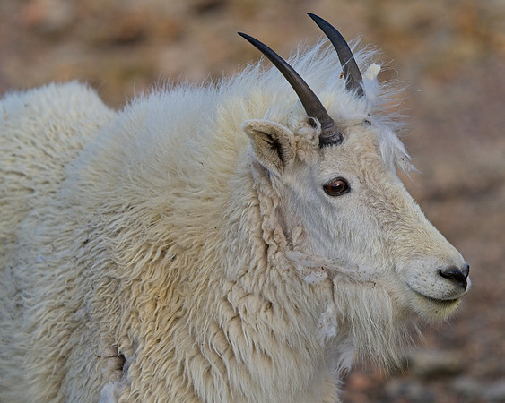 MT EVANS 7-4 (151)