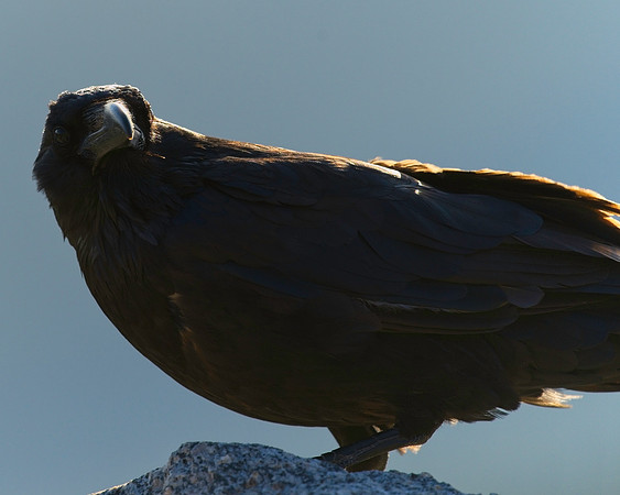 MT EVANS 7-9 (10)