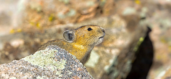 Pika-1002-1