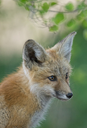 Fox Kit-01254