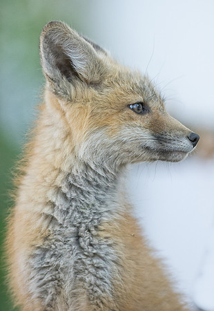 Fox Kit-01494