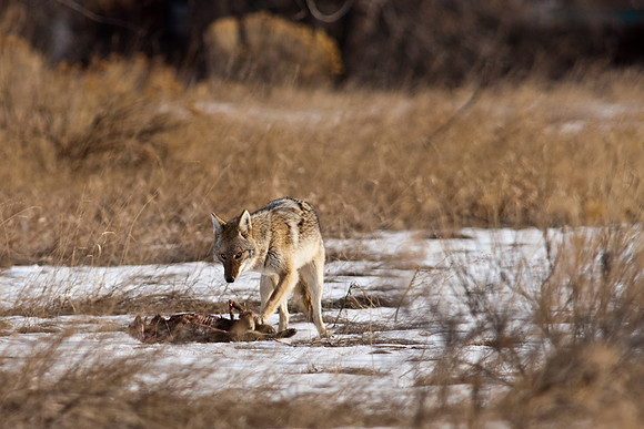 Coyote-9660.jpg