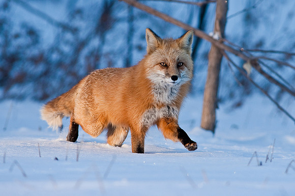 Red Fox-00145