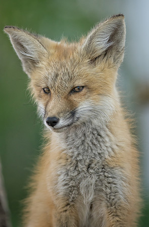 Fox Kit-01897