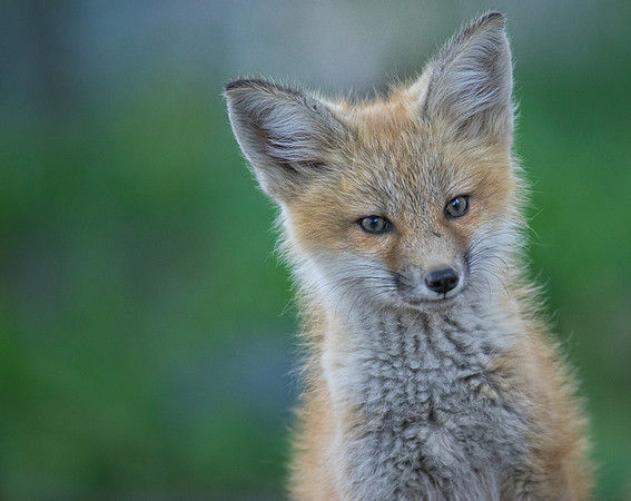 Fox Kit-01569