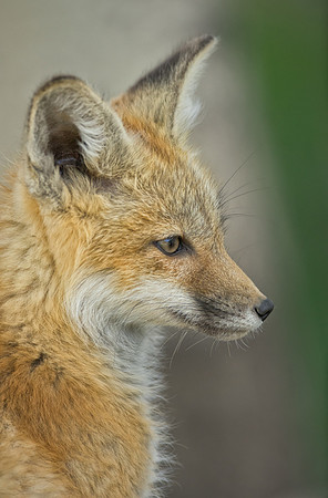 Fox Kit-01913