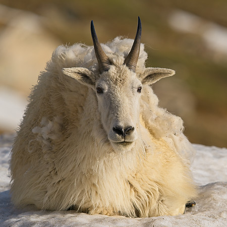 MT EVANS 7-2 (305)